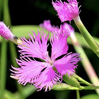 河原撫子の花の写真